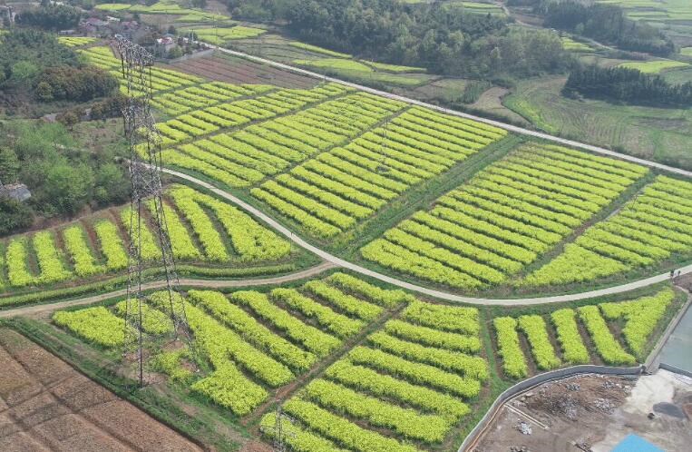 白芨資源急劇減少的原因是什么？